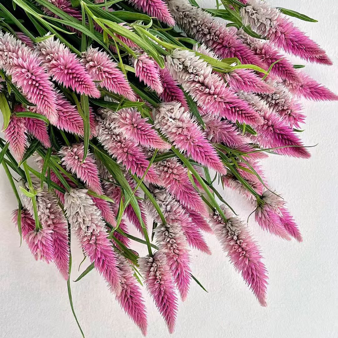 多头粉色凤尾鲜花室内水培植物家用插花云南基地直发可做干花顺丰,淘宝优惠券,粉丝福利购,淘宝优惠卷