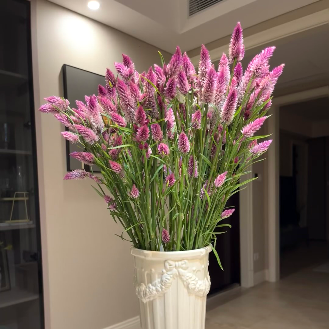多头粉色凤尾鲜花室内水培植物家用插花云南基地直发可做干花顺丰,淘宝优惠券,粉丝福利购,淘宝优惠卷