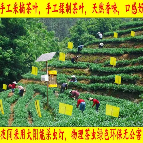 福建安溪特产正炒正味清香型铁观音新茶叶500g兰花香特级散装小包 - 图0