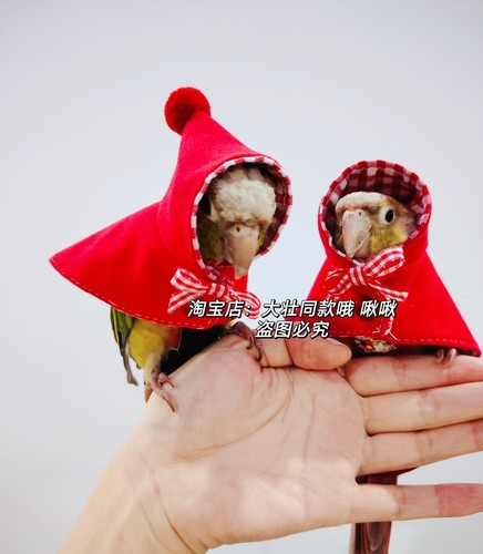 薄款小红帽 鸟衣服鹦鹉披风玄凤春款外出服拍照斗篷包邮 - 图1