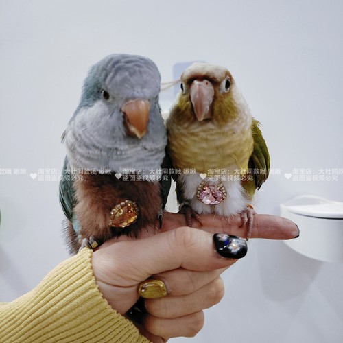 鹦鹉加绒加厚外出服冬季保暖毛绒绒弹力肩带牡丹鸟衣服屎兜尿不湿 - 图0