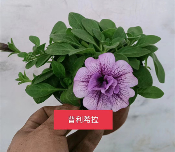 牵牛花盆栽矮牵牛花苗进口垂吊花卉阳台庭院植物容易爆盆重瓣牵牛 - 图3