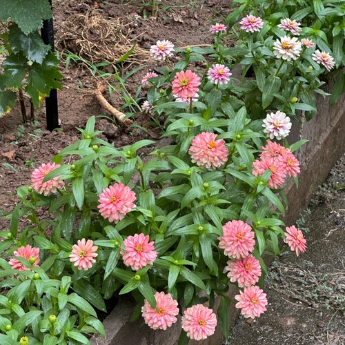 百日草盆栽花卉花期长花量大养护简单易爆花植物庭院阳台花 - 图1