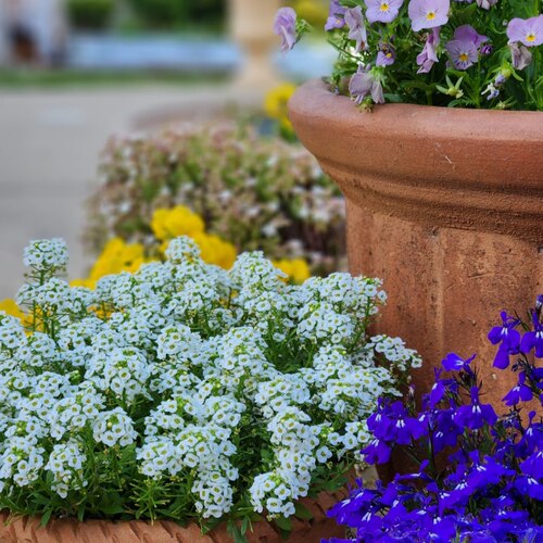 香雪球盆栽花卉芳香观赏性植物花量大易爆花花期特别长 - 图0