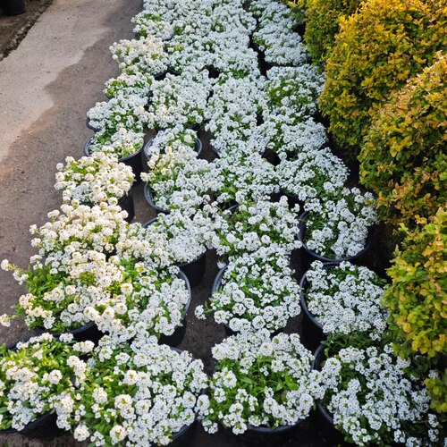 香雪球盆栽花卉芳香观赏性植物花量大易爆花花期特别长 - 图1