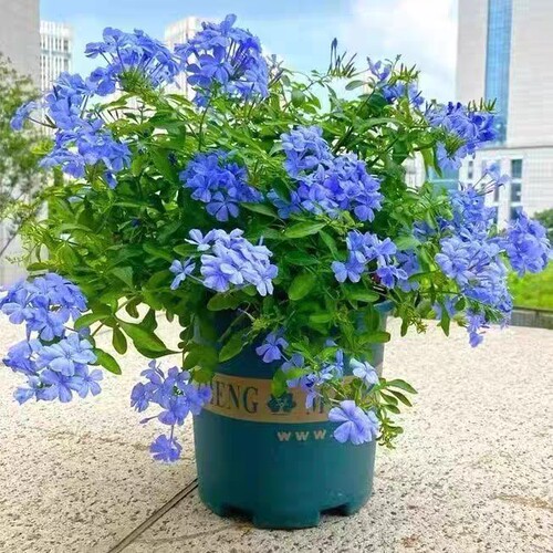 蓝雪花盆栽花卉 花苗 花期长 带花苞发货 四季好养 室内阳台庭院 - 图1