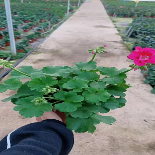 直立天竺葵盆栽带花包邮花卉观花植物成品原盆发货阳台四季开花