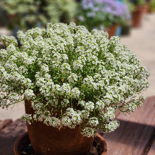 香雪球盆栽花卉芳香观赏性植物花量大易爆花花期特别长 - 图3