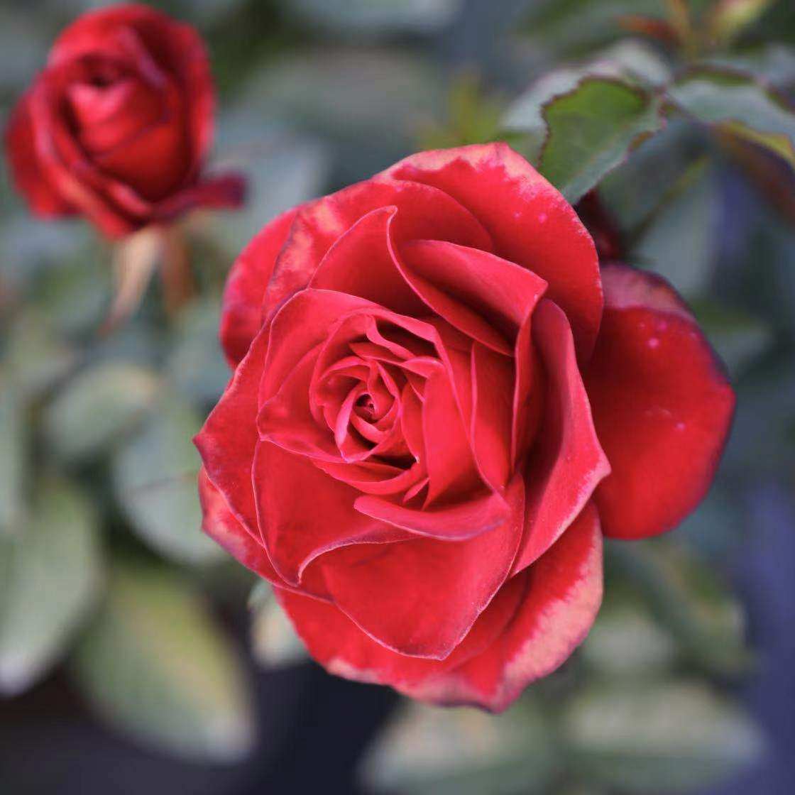 微型月季流星王阳台月季花盆栽浓香多季开花丰花粉色小苗,淘宝优惠券,粉丝福利购,淘宝优惠卷