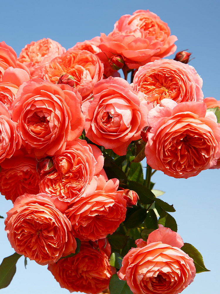 浩田花苑 夏日花火 月季花盆栽多季灌木包子阳台庭院植物花卉,淘宝优惠券,粉丝福利购,淘宝优惠卷