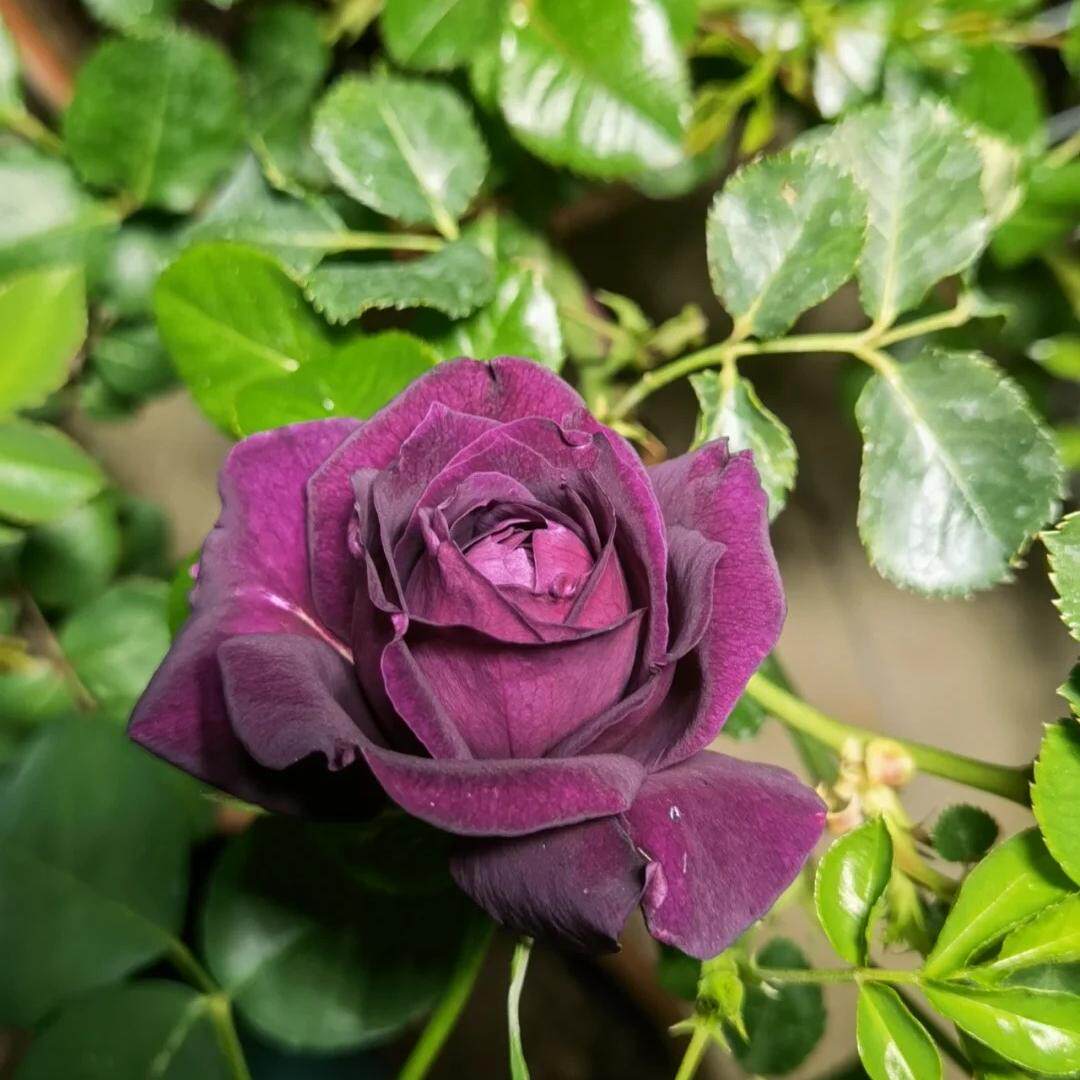 真夜扦插灌木浓香大花切花多季阳台庭院绿植花卉耐晒耐雨林新手苗,淘宝优惠券,粉丝福利购,淘宝优惠卷