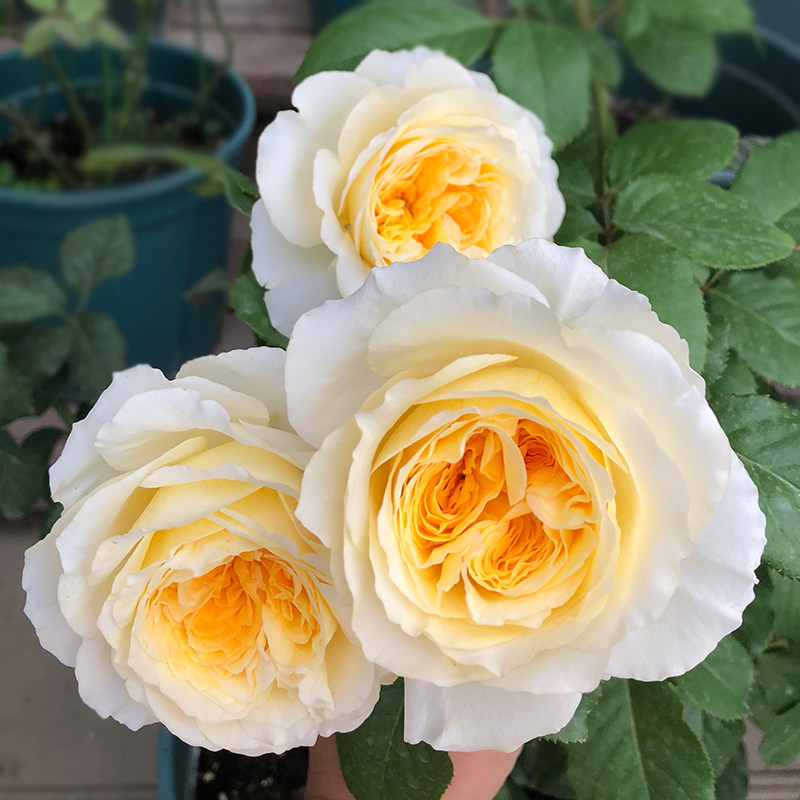 S18中大苗原盆原土欧月碧翠丝Beatrice英国奥斯汀切花月季花玫瑰,淘宝优惠券,粉丝福利购,淘宝优惠卷