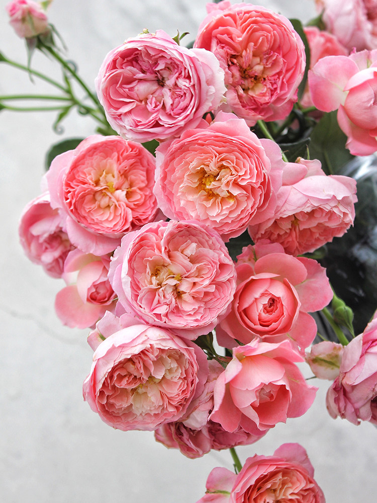 浩田花苑 夏日花火 月季花盆栽多季灌木包子阳台庭院植物花卉,淘宝优惠券,粉丝福利购,淘宝优惠卷
