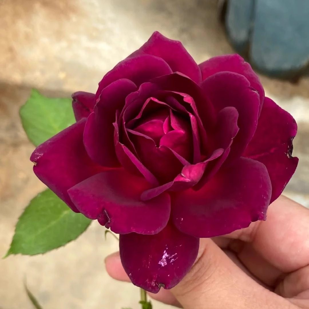 真夜扦插灌木浓香大花切花多季阳台庭院绿植花卉耐晒耐雨林新手苗,淘宝优惠券,粉丝福利购,淘宝优惠卷