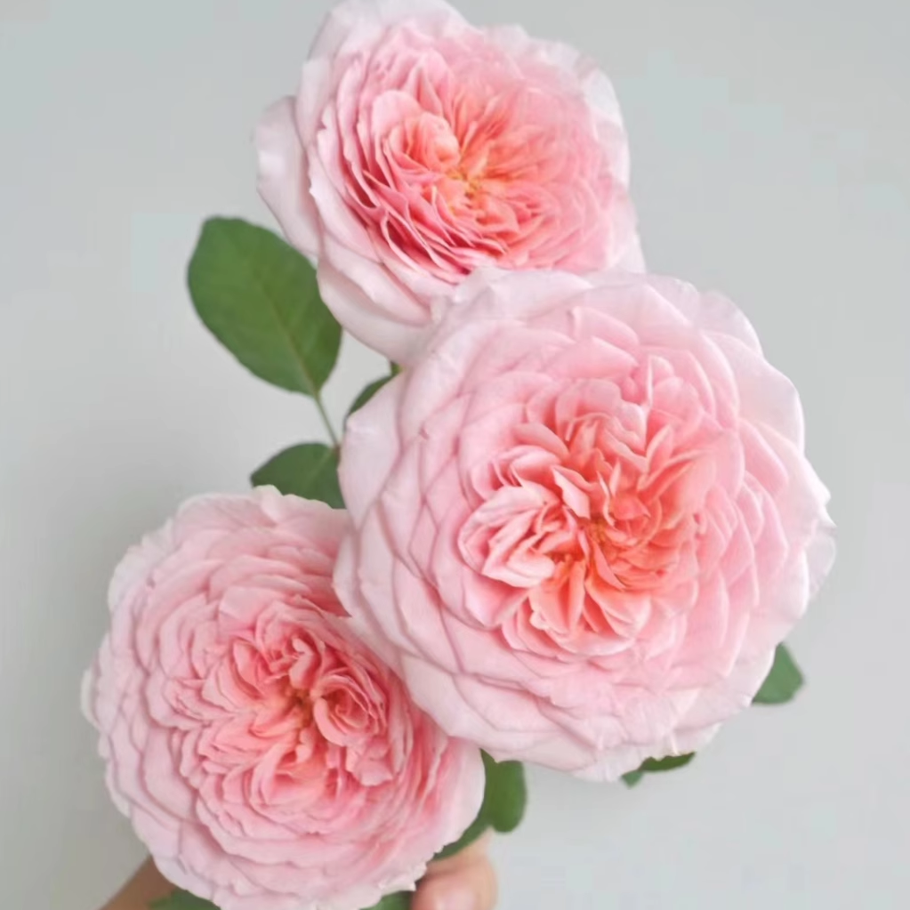 推荐月季花苗 亚伯拉罕达比(Abraham Darby) 大灌木小藤本品种 - 图0