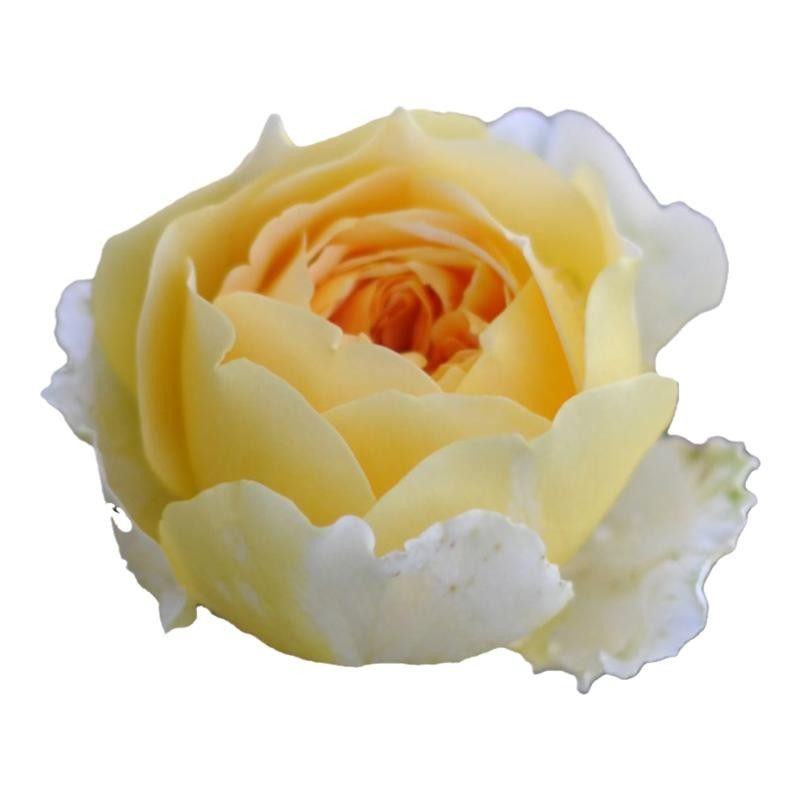 s18 盆栽中大苗金丝雀月季花微型多头多季开花阳台盆栽花大苗,淘宝优惠券,粉丝福利购,淘宝优惠卷