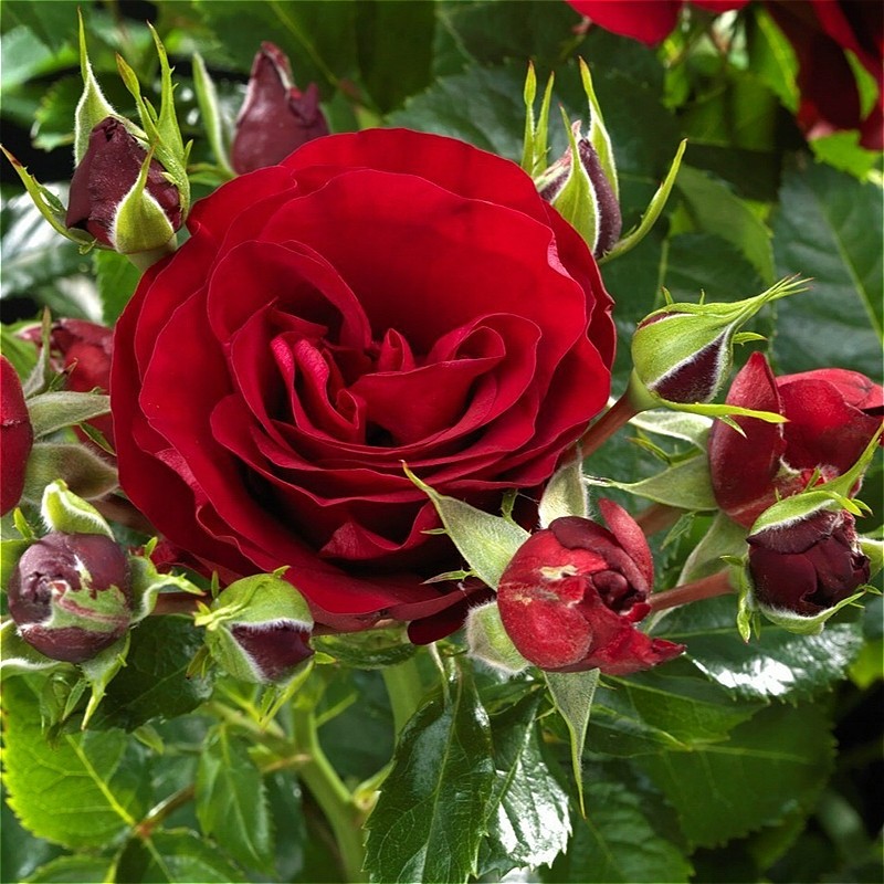 微型月季流星王阳台月季花盆栽浓香多季开花丰花粉色小苗,淘宝优惠券,粉丝福利购,淘宝优惠卷