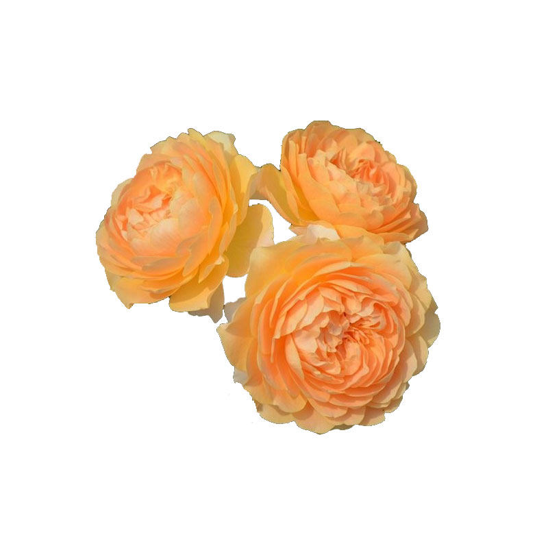 阳台微月大花 杏色露台/杏色阳台 月季花苗庭院阳台多季开花带土,淘宝优惠券,粉丝福利购,淘宝优惠卷