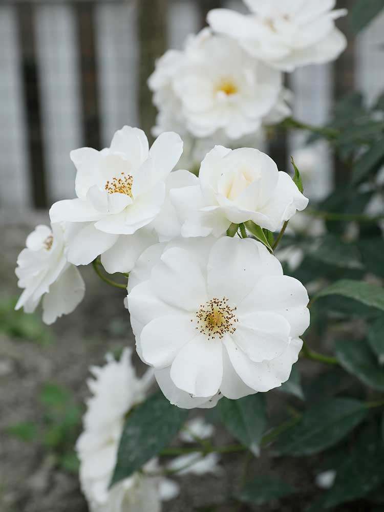 直立冰山月季小苗白色勤花多头灌木多头淡香多季开花地栽盆栽小苗,淘宝优惠券,粉丝福利购,淘宝优惠卷