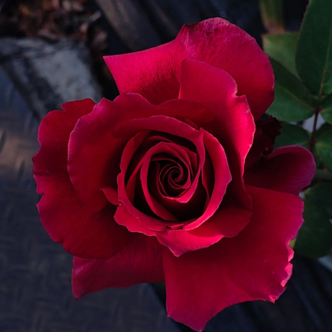 红丘/天家胭脂灌木浓香大花多头群开直立性好新手阳台庭院盆栽苗,淘宝优惠券,粉丝福利购,淘宝优惠卷