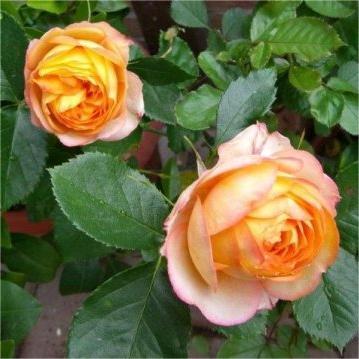 微型月季浪漫宝贝小阳台月季花盆栽浓香多季开花丰花粉色小苗 - 图0