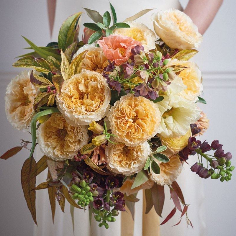 S18中大苗原盆原土欧月碧翠丝Beatrice英国奥斯汀切花月季花玫瑰,淘宝优惠券,粉丝福利购,淘宝优惠卷