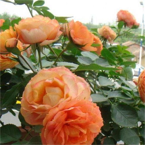 微型月季浪漫宝贝小阳台月季花盆栽浓香多季开花丰花粉色小苗 - 图3