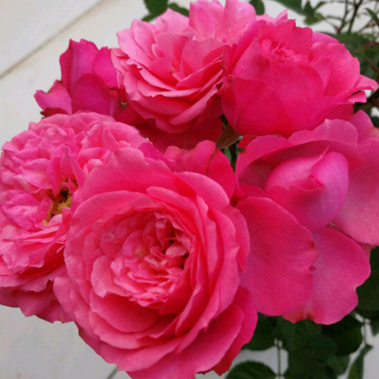 藤本月季渔夫好友月季花多季小苗优质品种多季阳台花卉美观绿植苗,淘宝优惠券,粉丝福利购,淘宝优惠卷