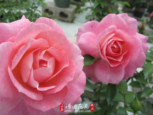 大花微月季海神王阳台月季花盆栽浓香多季开花丰花粉色小苗 - 图2
