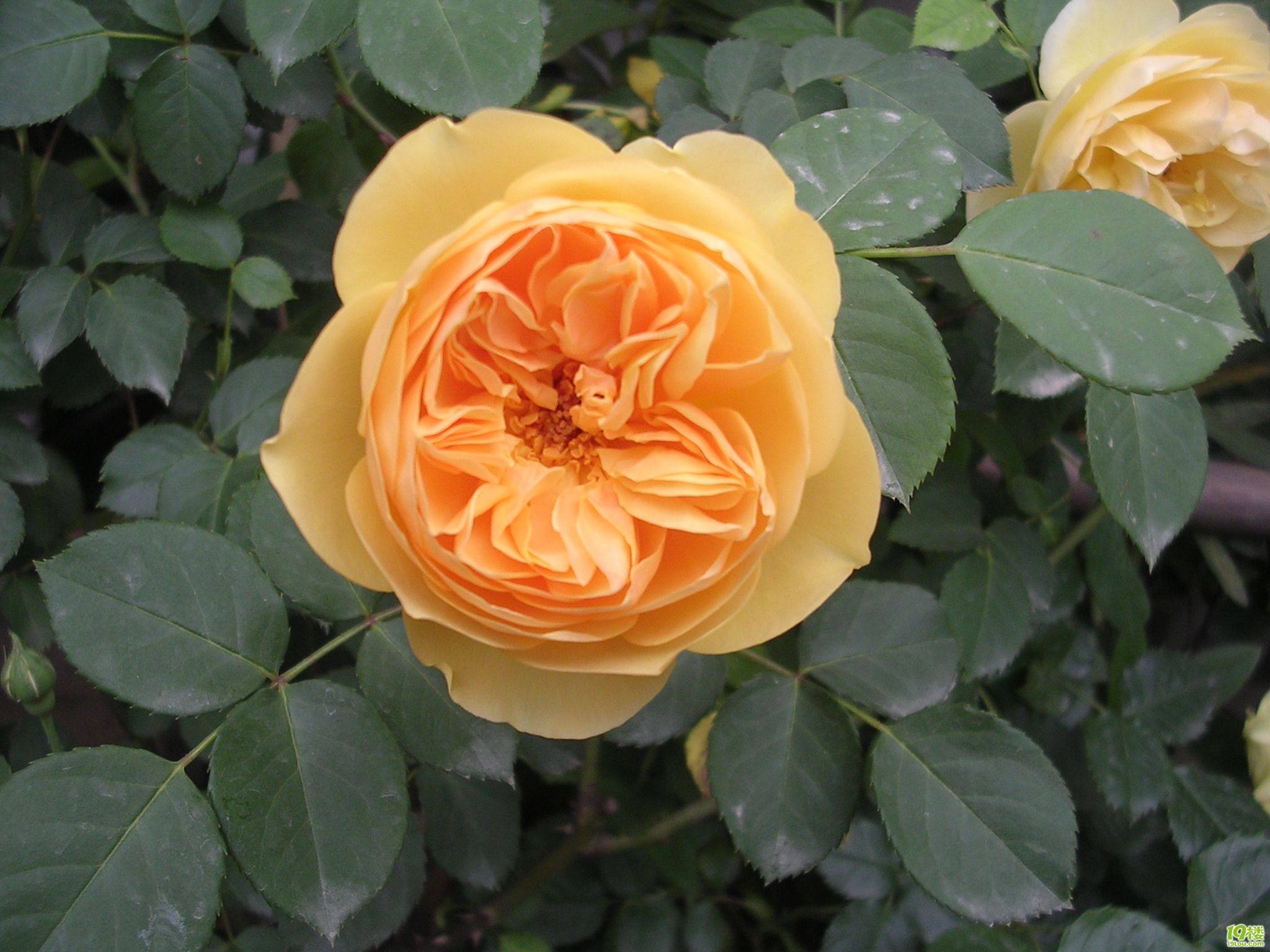 庭院藤本月季花系列黄金庆典等大花浓香多季开花盆栽花卉欧月小苗,淘宝优惠券,粉丝福利购,淘宝优惠卷