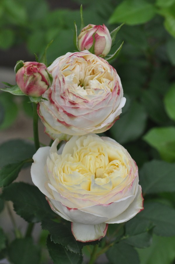 推荐新品 水果(Fruit) 月季苗 灌木米黄粉 浓香多季耐寒性,淘宝优惠券,粉丝福利购,淘宝优惠卷