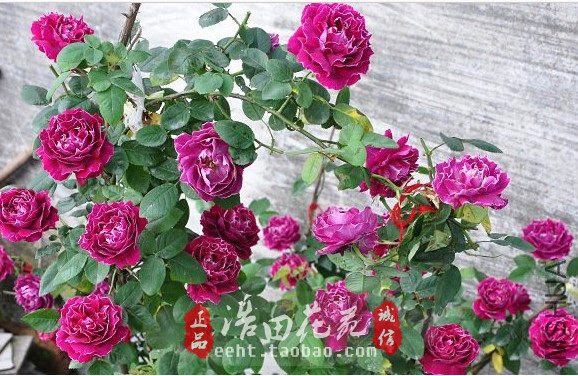 大花藤本月季紫袍玉带庭院花园爬藤攀援浓香月季玫瑰花小苗,淘宝优惠券,粉丝福利购,淘宝优惠卷