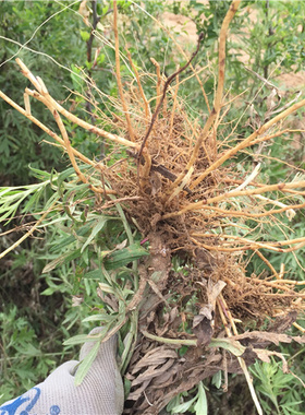 【复方野生艾草精油】非蕲艾通经络全身艾灸刮痧按摩泡脚颈椎药油