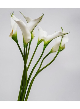 简约高品质白色马蹄莲海芋逼真假花样板房仿真婚礼拍摄写真手捧花