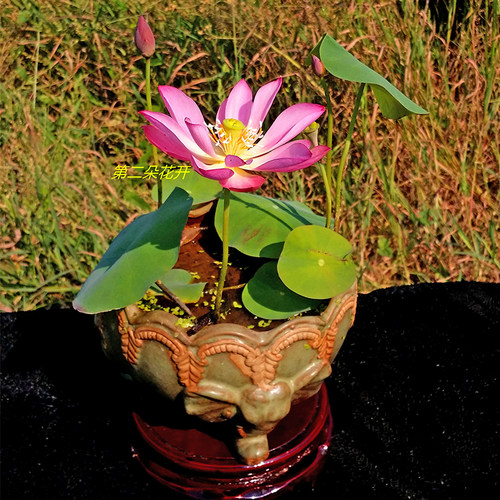 迷你建国碗莲成品苗种根水培植物小型种藕花卉根带花苞易活周劲松 - 图1
