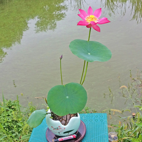 迷你建国碗莲成品苗种根水培植物小型种藕花卉根带花苞易活周劲松 - 图2