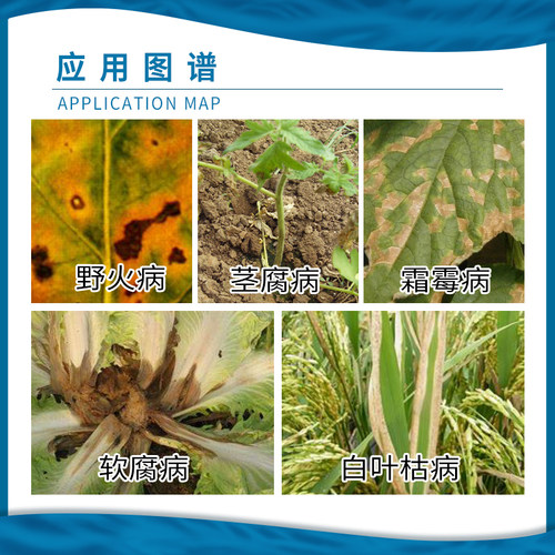绿亨6号50%氯溴异氰尿酸白菜软腐病霜霉病水稻白叶枯病杀菌剂农药 - 图2