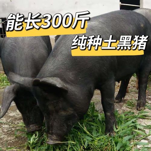 纯种藏香猪幼崽广西巴马香猪仔瘦肉型土黑臧香猪活体小苗活物养殖