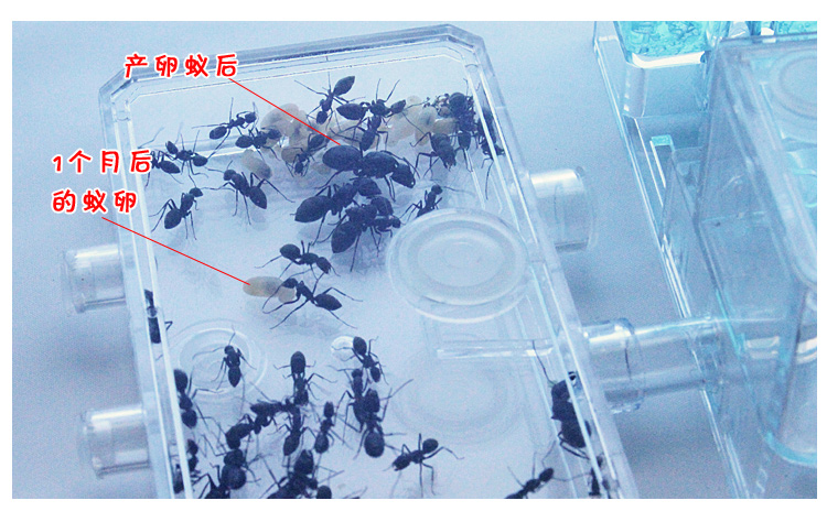 繁殖蚁后专用透明活物蚂蚁工坊别墅宫殿 蚂蚁城堡蚂蚁庄园 送蚁后 - 图2