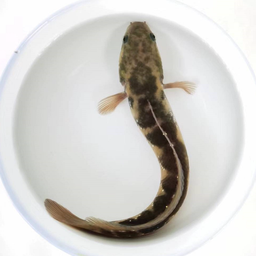 七星雷龙鱼苗活体淡水养殖山斑珍珠彩虹赤花月鳢鱼金鱼冷水观赏鱼 - 图2