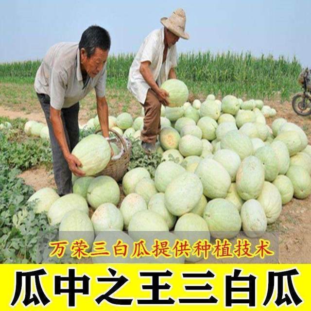 Wanrong Sanbai Melon Seeds High Yield Super Filled White Watermelon Muskmelon Muskmelon Seeds Early Maturing Spring Fruit and Vegetable Seeds
