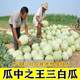 Wanrong Sanbai Melon Seeds High Yield Super Filled White Watermelon Muskmelon Muskmelon Seeds Early Maturing Spring Fruit and Vegetable Seeds
