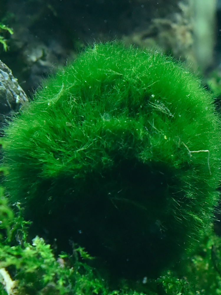 鱼缸水族箱造景水草绿澡球水藻球虾绿毛球草缸水草观赏球活体包邮 - 图1