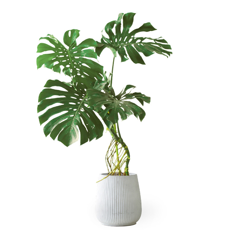巨叶老桩龟背竹室内客厅大型好养盆栽大叶植物除甲醛北欧网红绿植_虎窝淘