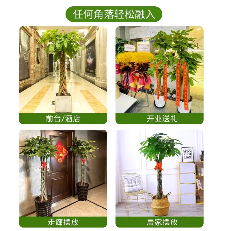 发财树客厅盆栽大室内落地绿植大型植物辫子公司开业乔迁送礼大号