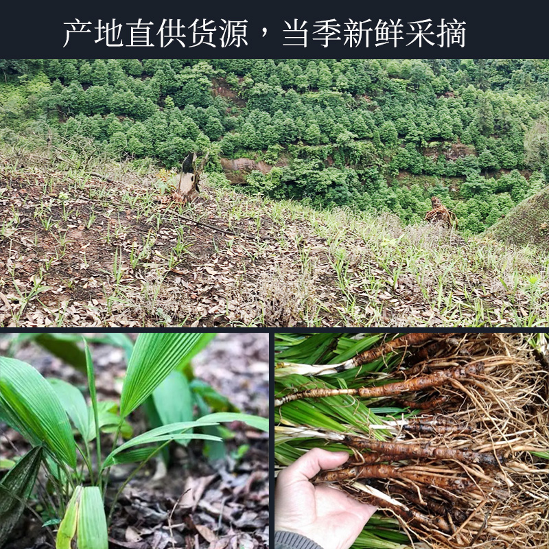 仙茅中药材500g优选正品地棕矛独根仙灵脾桂枝二三仙茅淫羊旗舰店 - 图1