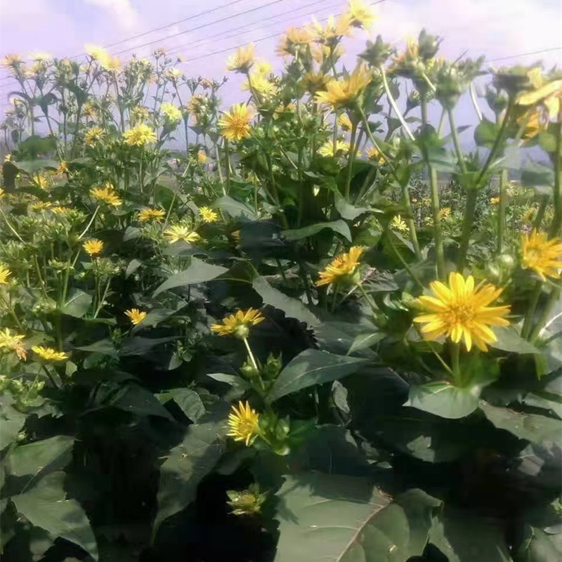 串叶松香草种子 香槟草种子教授菊高蛋白多年生牧草种子可提炼SOD - 图1