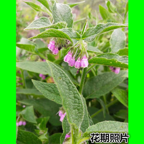 俄罗斯饲料菜种子根俄菜种根 聚合草种根 耐寒生命力强猪鹅牧草 - 图2