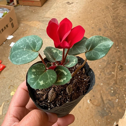 仙客来盆栽不带花苗大花重瓣迎客来花卉室内好养观花植物 - 图1