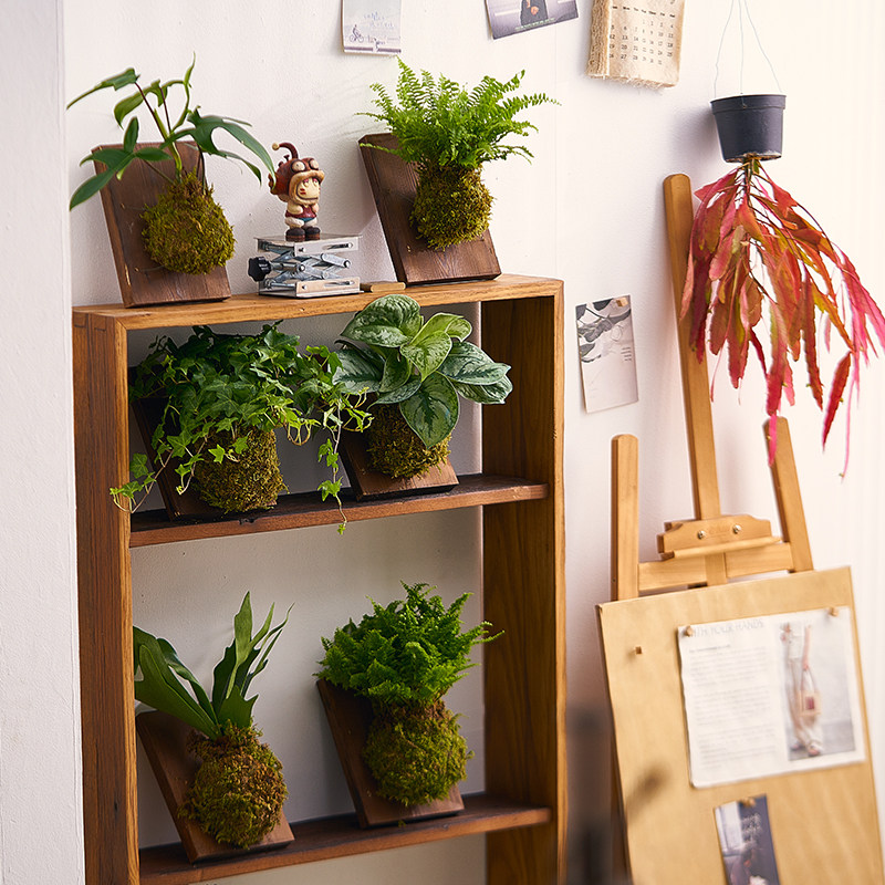 【中古风装饰】壁挂苔藓球挂墙绿植家居绿植盆栽鹿角蕨常春藤盆栽,淘宝优惠券,粉丝福利购,淘宝优惠卷